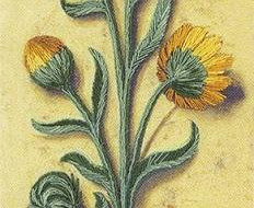 Набор для вышивания PANNA Живая картина JK-2120 БОТАНИКА. КАЛЕНДУЛА 7х24,5